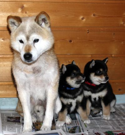 Sacho og hans 2 første oldebarn, Cashew og Otto